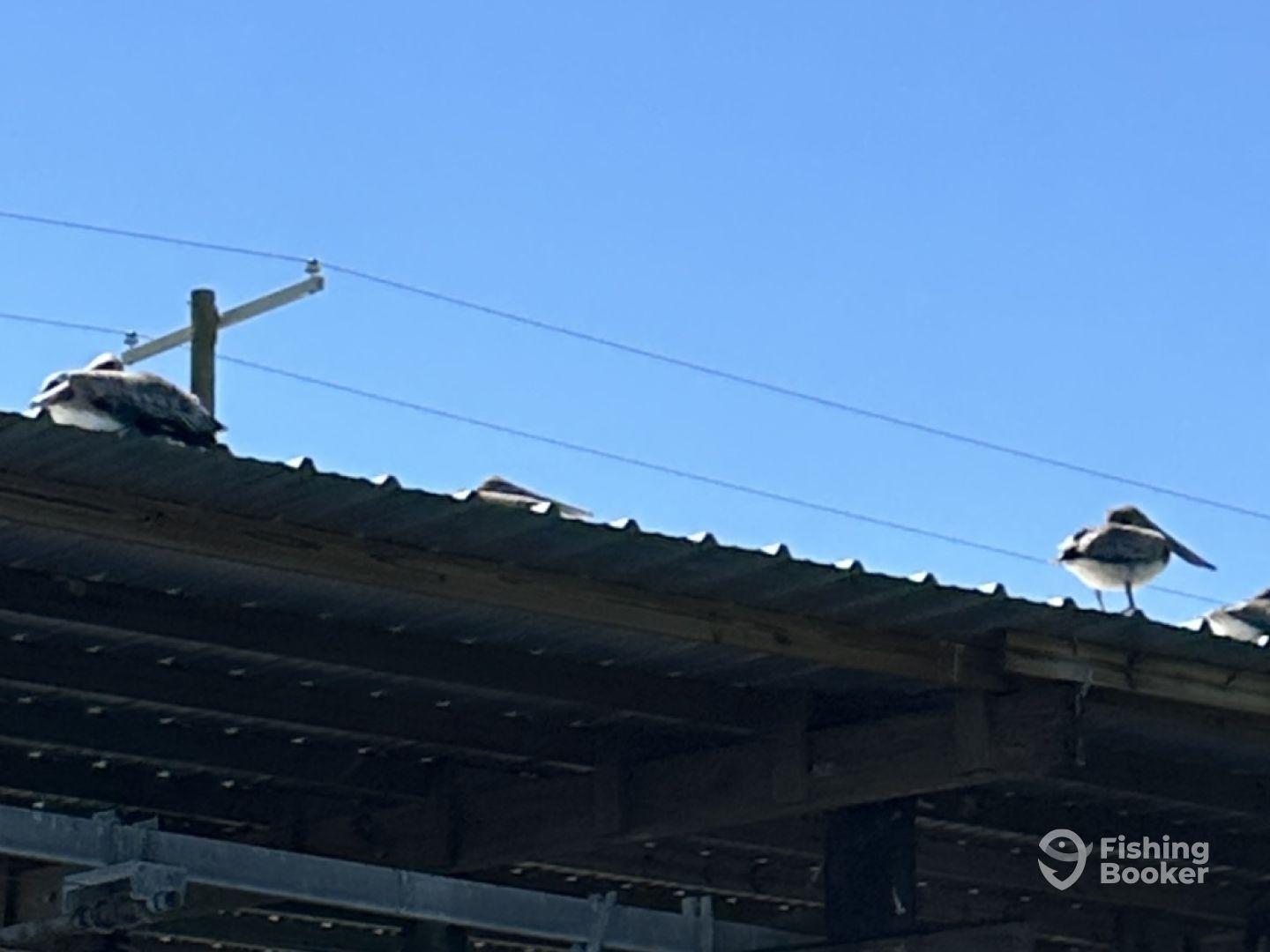Photo of birds perched on a roof under a clear blue sky, with no fishing-related elements visible.
