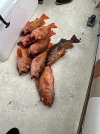 A collection of freshly caught Red Snapper laid out on the deck of a boat, showcasing a successful fishing trip.