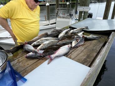 A variety of fish including catfish and trout laid out on a cleaning table at the dock, showcasing a successful fishing trip.