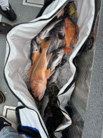 A variety of fish, including a large orange grouper, stored in a cooler filled with ice on a fishing boat.