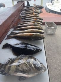 A variety of fish including Black Drum and Flounder neatly arranged on a cleaning table at the dock, showcasing a successful fishing trip.