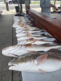 A variety of Redfish displayed on a cleaning table at a dock, showcasing a successful fishing trip.