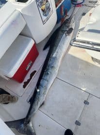 A large Wahoo laid out on the deck of a sport fishing boat, showcasing the catch after a successful offshore fishing trip.