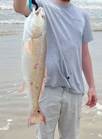 Angler proudly displaying a large Redfish on the beach, showcasing a successful day of surf fishing.