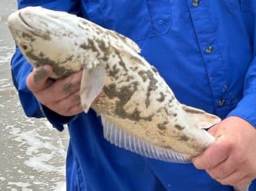 Angler holding a large fish, likely a grouper, on the beach, showcasing a successful catch during a coastal fishing trip.