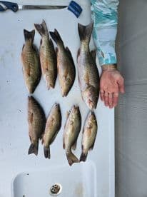 A selection of freshly caught fish, including several Bass, displayed on a cleaning table, showcasing a successful fishing trip.