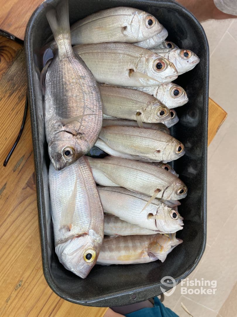 A variety of fish, including a prominent Grey Mullet, neatly arranged in a tray, showcasing a successful fishing trip.