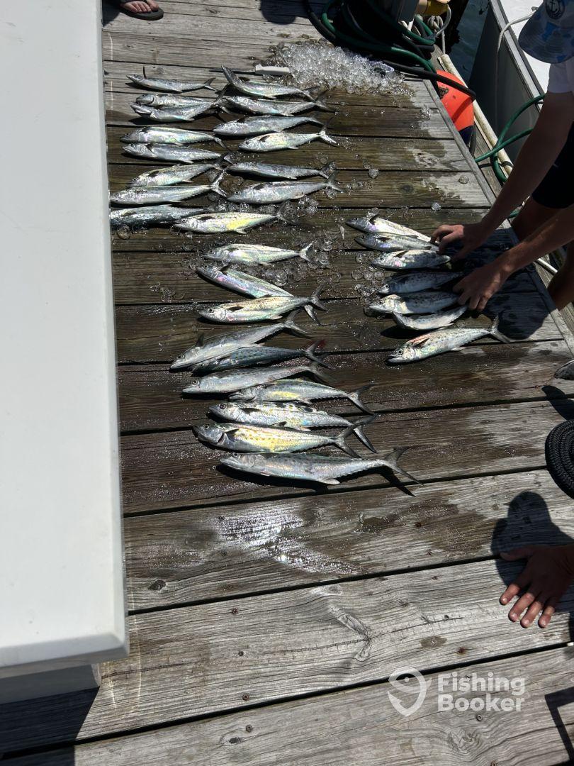 A collection of freshly caught fish displayed on a dock, showcasing a successful fishing trip. The fish are arranged neatly, highlighting their shiny scales under the sunlight.