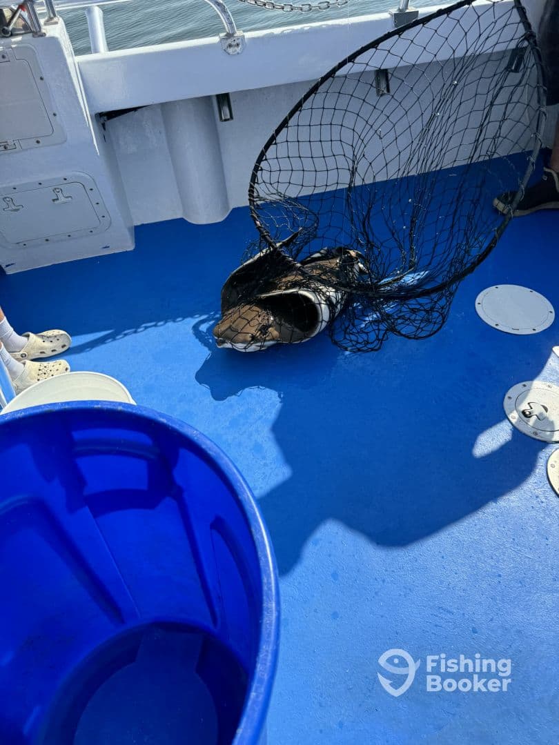 A fishing net with a catch is seen on the deck of a boat, with a blue bucket nearby, indicating an active fishing environment.