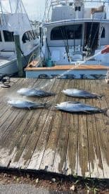 A selection of freshly caught Yellowfin Tuna displayed on a dock, showcasing a successful fishing trip.