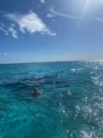 A swimmer enjoying the clear waters, with dolphins visible in the background, creating a lively marine atmosphere.