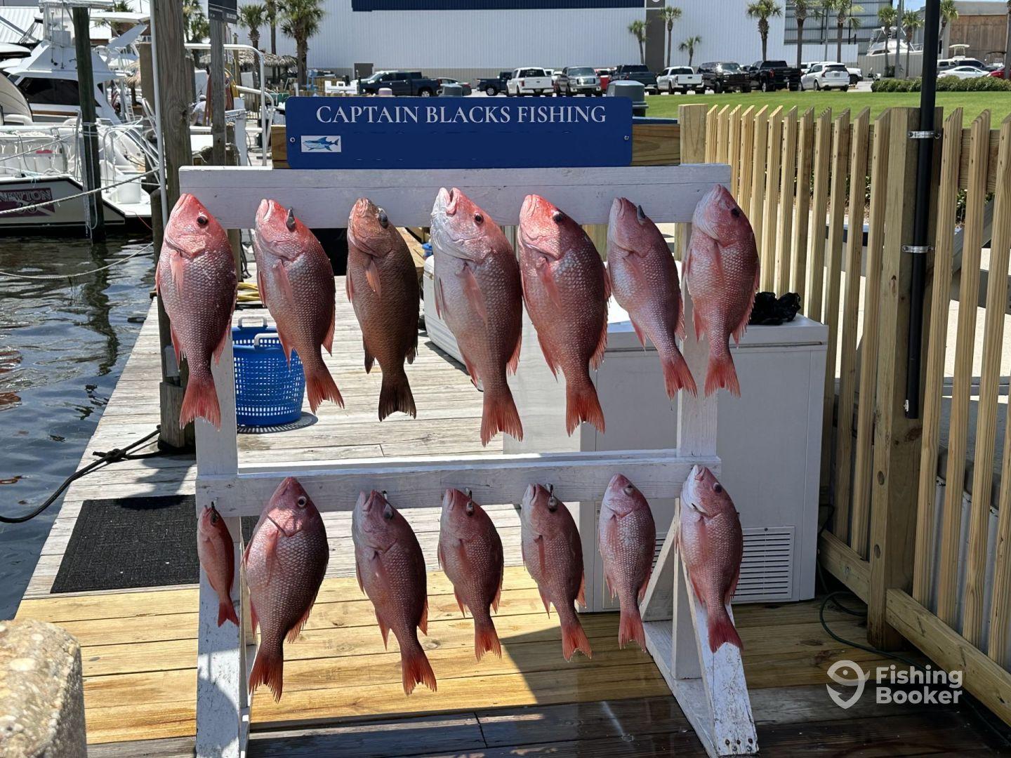 Great morning catching Red Snapper!