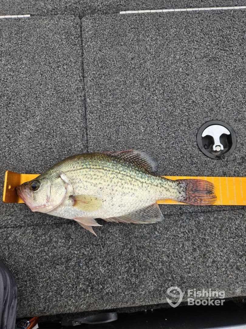 A sizable Crappie is displayed on a measuring board inside a fishing boat, showcasing the catch in a well-maintained fishing environment.