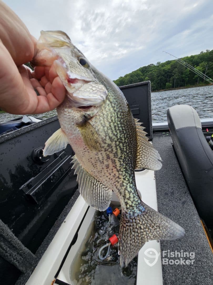 A proud angler displaying a large Crappie while fishing on a serene lake, showcasing the excitement of freshwater fishing.