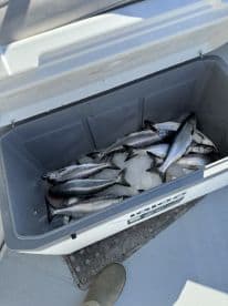 A cooler filled with freshly caught fish, likely a mix of species, resting on the deck of a fishing boat.
