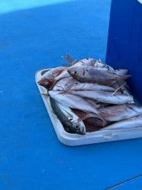 A variety of fish, including Snapper, stored in a tray on a bright blue deck, showcasing a successful fishing trip.