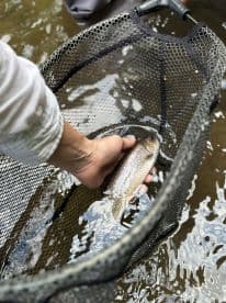 An angler is reeling in a Rainbow Trout from a river, showcasing the catch in a net while surrounded by water.