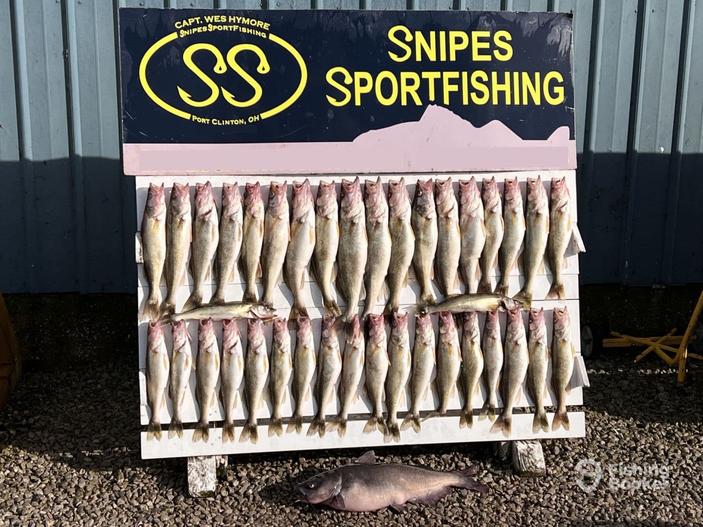 A display of freshly caught Walleye arranged on a board at Snipes Sportfishing in Port Clinton, OH, showcasing a successful fishing trip.