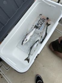 A cooler filled with freshly caught fish, including several trout, resting on the deck of a fishing boat.