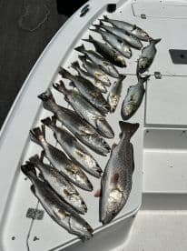 A variety of fish, including Speckled Trout and Redfish, neatly arranged on the deck of a boat, showcasing a successful fishing trip.
