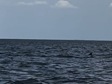 A distant view of a dolphin in the ocean, captured during a fishing trip.