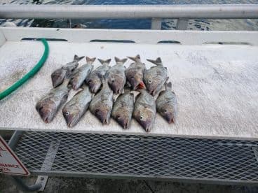 A collection of ten Snapper laid out on a cleaning table at the dock, showcasing a successful fishing trip.