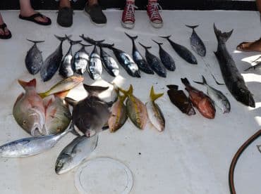 A variety of fish including Snapper and Mackerel displayed on the deck of a fishing boat, showcasing a successful catch.