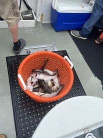 A basket filled with freshly caught fish on a fishing charter, showcasing the day's catch aboard the boat.