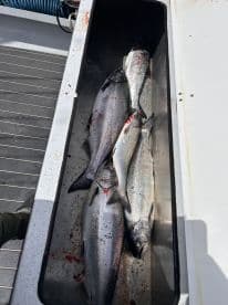 A selection of freshly caught fish stored in a cooler on a fishing boat, showcasing a successful day on the water.