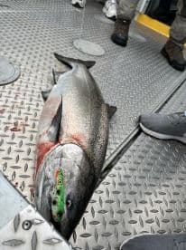 A large salmon displayed on the deck of a fishing boat, showcasing the catch after a successful fishing trip.