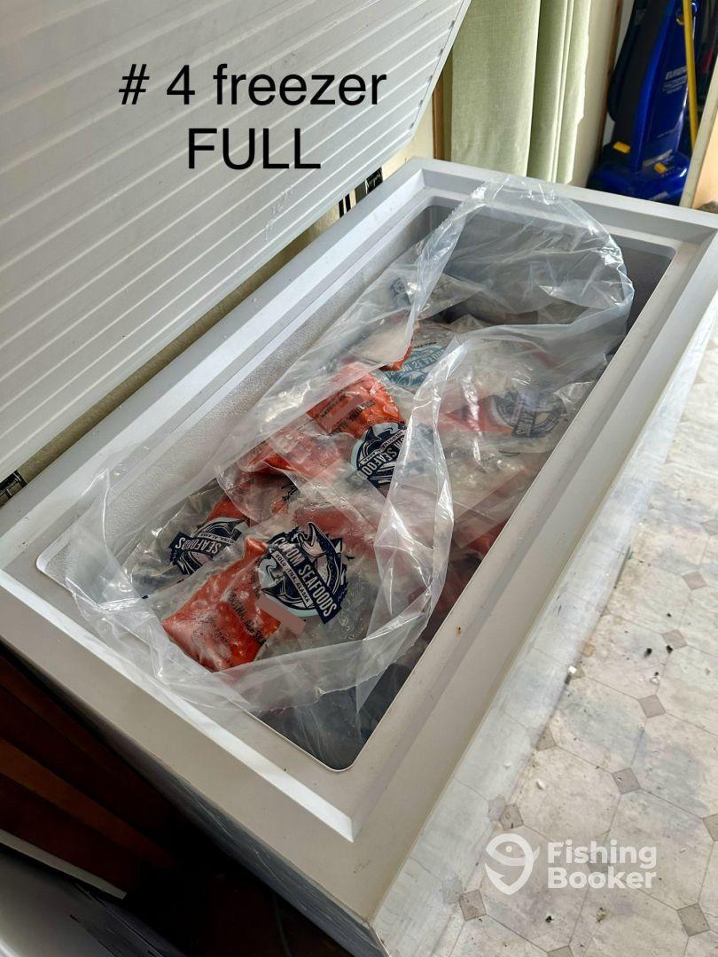 Early run catch of salmon 