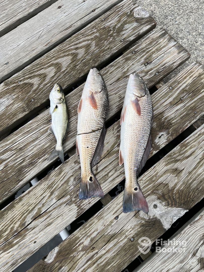 Three fish, including two Redfish and one smaller species, displayed on a wooden dock, showcasing a successful fishing trip.