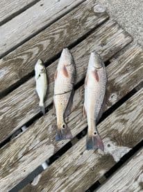 Three fish, including two Redfish and one smaller species, displayed on a wooden dock, showcasing a successful fishing trip.