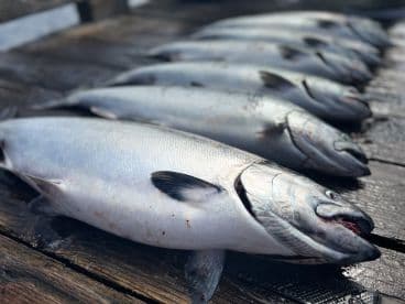 A neat display of several freshly caught Salmon laid out on a dock, showcasing a successful fishing trip.
