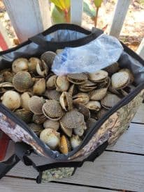A cooler filled with freshly harvested scallops, showcasing a successful day of shellfishing.