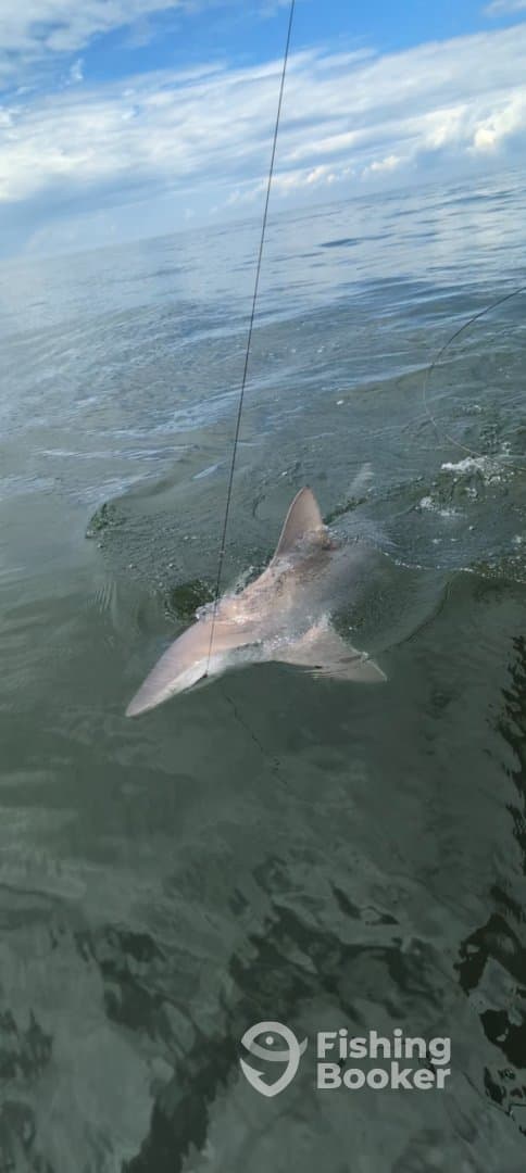 A shark is seen breaking the surface of the water during a fishing expedition, showcasing the excitement of saltwater fishing.