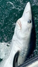 A large shark is being reeled in during a deep-sea fishing trip, showcasing the excitement of sport fishing.