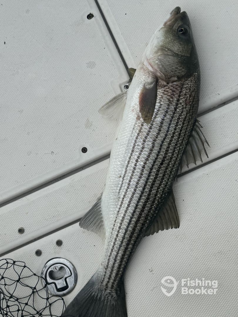 A freshly caught Striped Bass displayed on the deck of a fishing boat, showcasing its distinctive stripes.