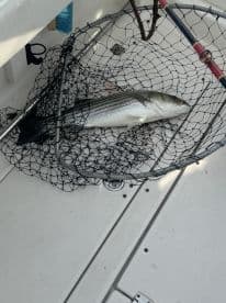 A striped bass resting in a net on the deck of a boat, showcasing the catch from a recent fishing trip.