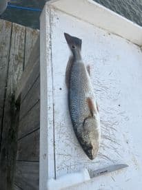 A single Redfish displayed on a cleaning table at a dock, showcasing the catch after a successful fishing trip.