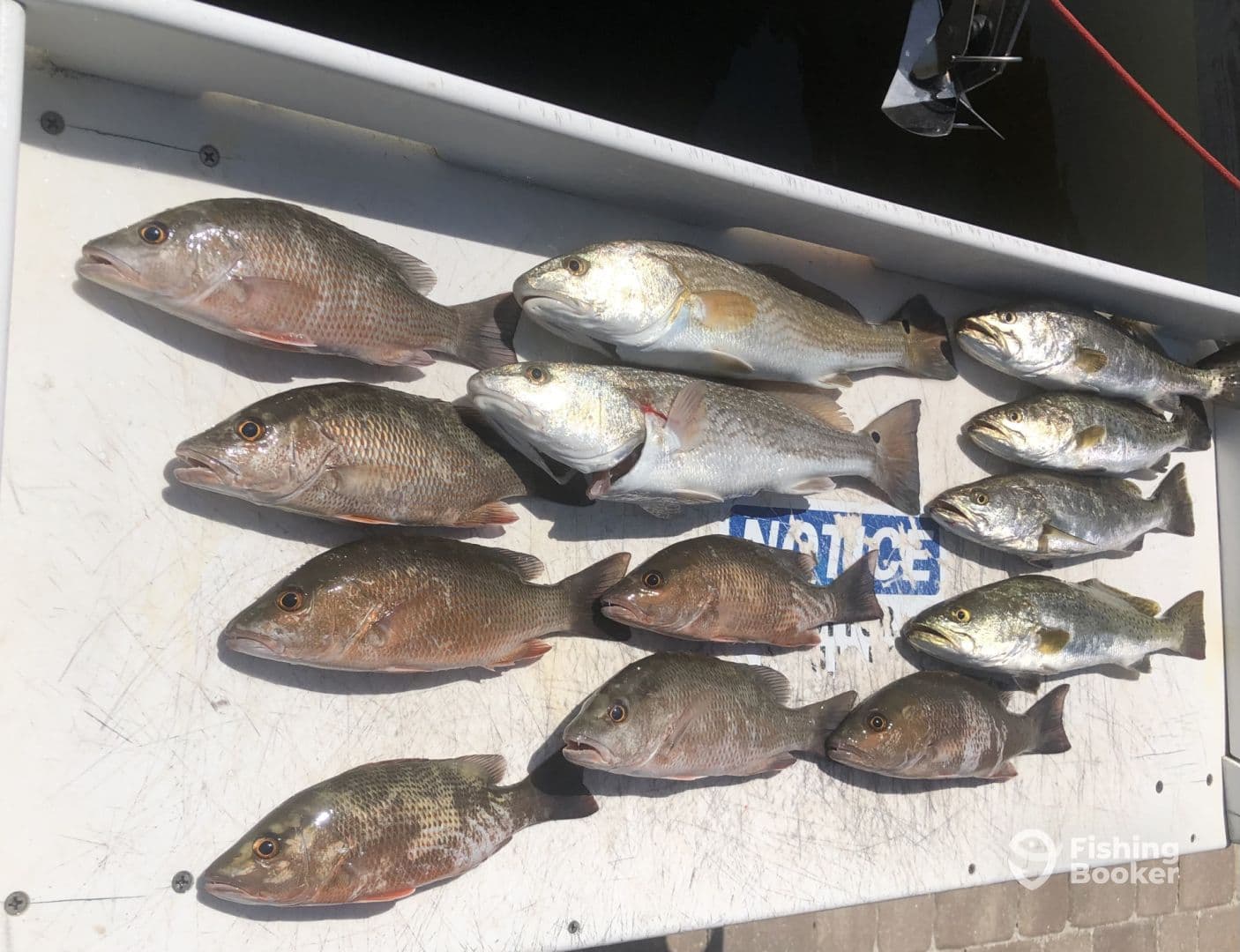 A variety of fish including Snapper and Trout displayed on a cleaning table after a successful fishing trip.