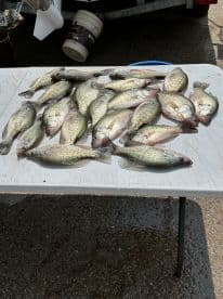 A variety of Crappie laid out on a cleaning table after a successful fishing trip, showcasing the day's catch.