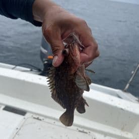 An angler holding a small Scad fish while fishing on a boat, showcasing a successful catch in open waters.