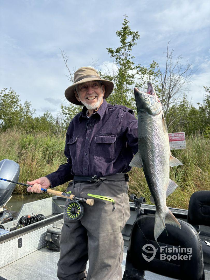 Sockeye salmon on the Kenai River!