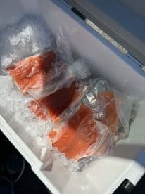 Freshly filleted salmon stored in a cooler with ice, ready for transport after a successful fishing trip.