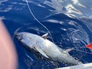 A large fish, possibly a tuna, is being reeled in during a deep-sea fishing trip, showcasing the excitement of the catch.