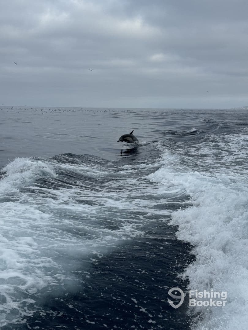 A dolphin leaps out of the water, showcasing the vibrant marine life in the ocean during a fishing trip.