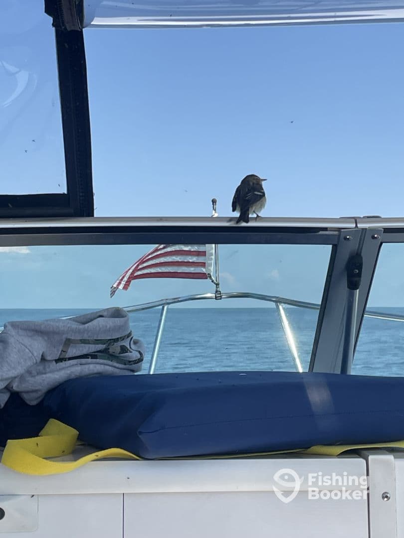 A serene view from inside the boat, featuring a bird perched on the dashboard with an American flag in the background, showcasing a peaceful day on the water.