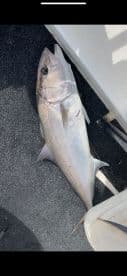 A freshly caught fish, likely a type of tuna, displayed on the deck of a fishing boat, showcasing the catch from a recent fishing trip.