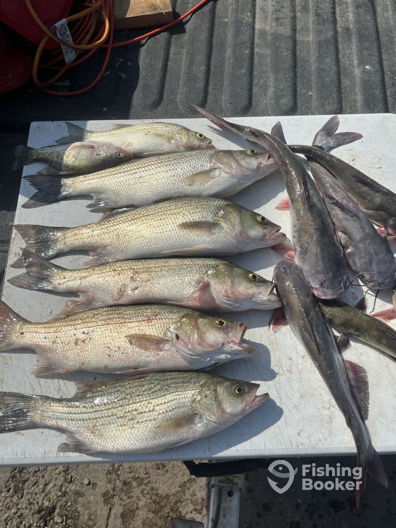 A variety of fish including striped bass and catfish laid out on a cleaning table, showcasing a successful fishing trip.